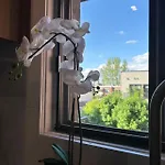 Orchid Lodgement