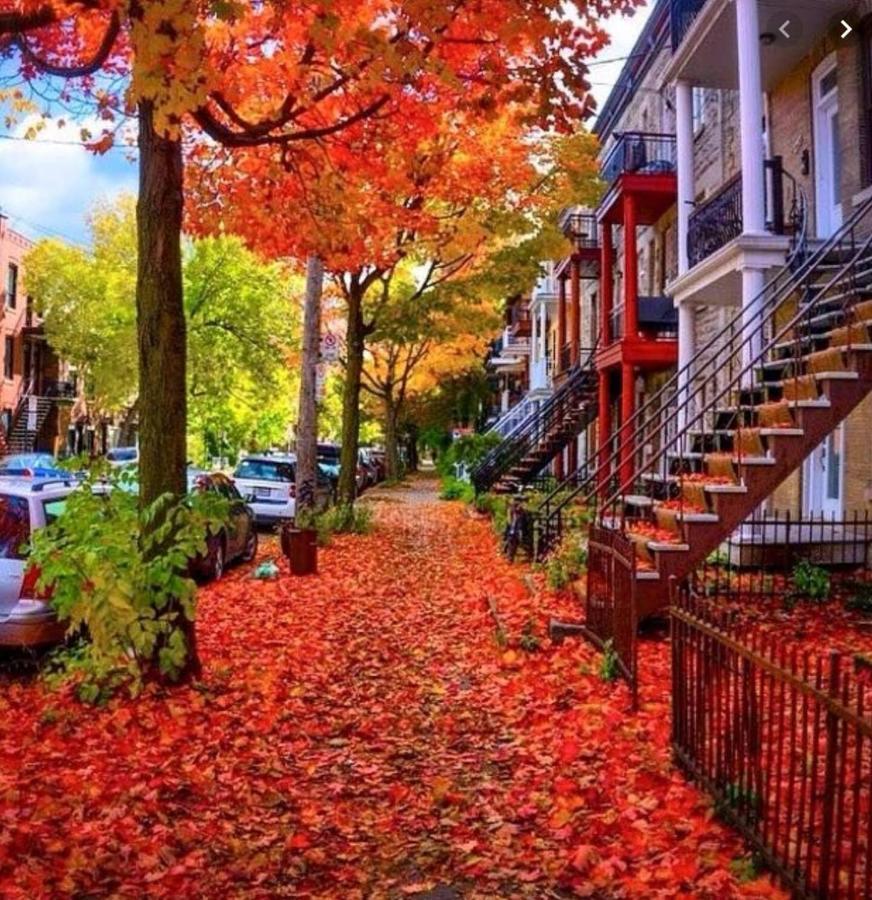 Apartment Location - Beautiful 3 Bedroom - Walkscore 100 *