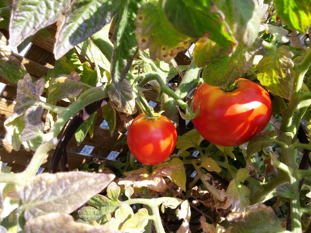 Bed & Breakfast L'escogriffe