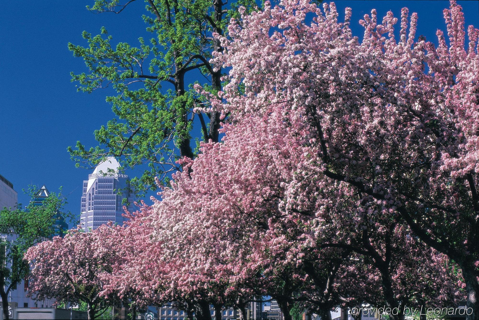 By Marriott Westmount Hotel 4*